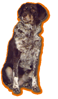 Xenia - Kolchosehund Marke Gristrami